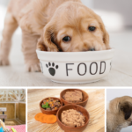 4 Healthy Puppy Foods Every Dog Owner Should Consider